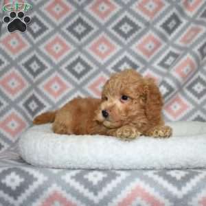 Peanut, Bich-Poo Puppy